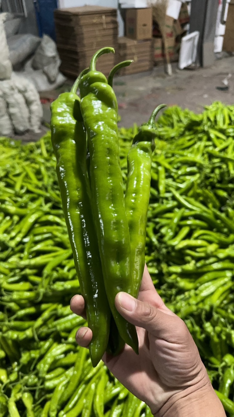 尖椒产地直供货源充足，可视频看货，量大从优