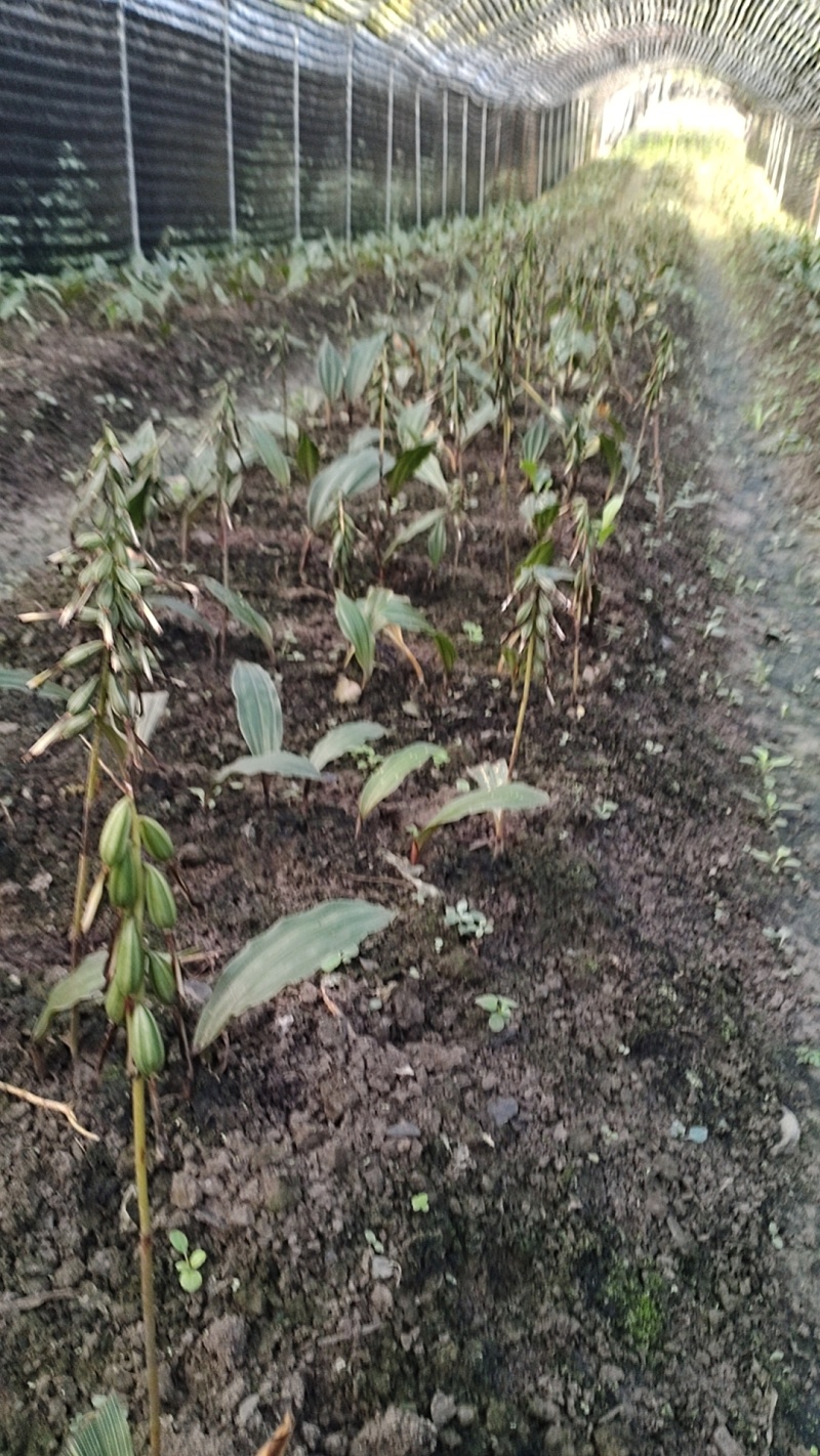 毛兹菇果夹