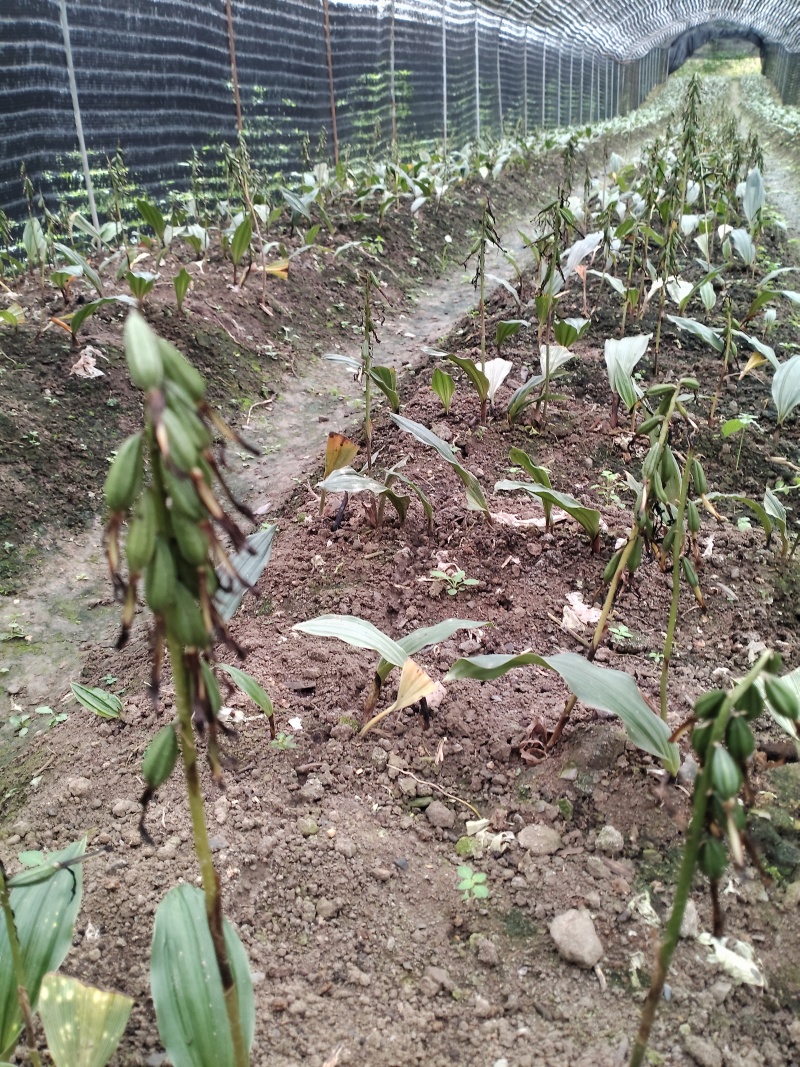 毛兹菇果夹