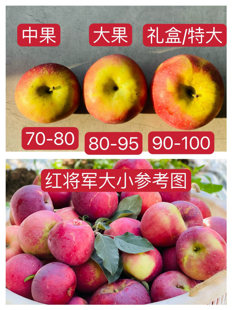25季大凉山高山红将军糖心丑苹果酥脆香甜品质供货一件代发