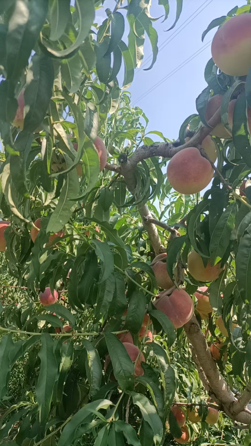 秋彤毛桃大量上市可发全国诚信经营电联详谈