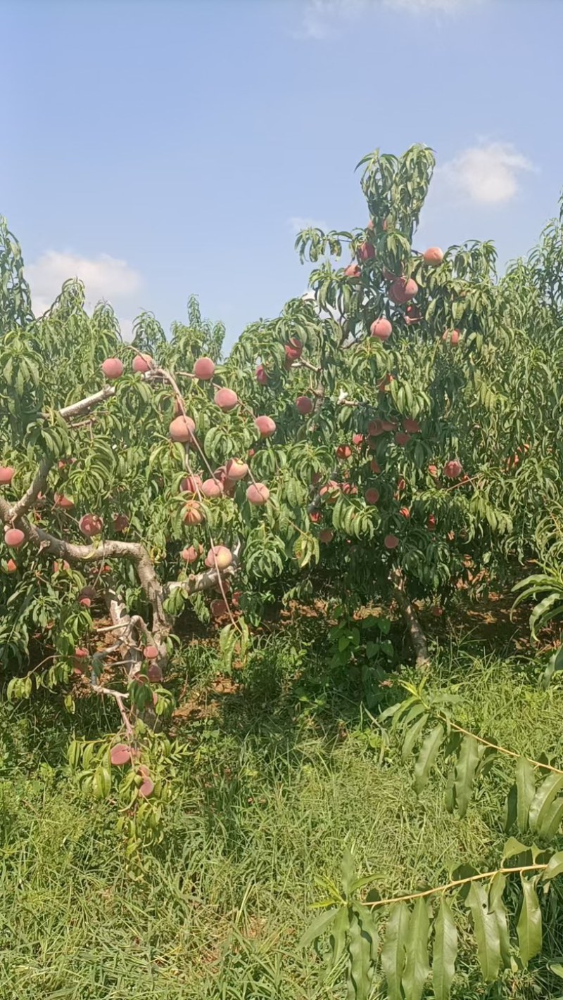 秋彤毛桃大量上市可发全国诚信经营电联详谈