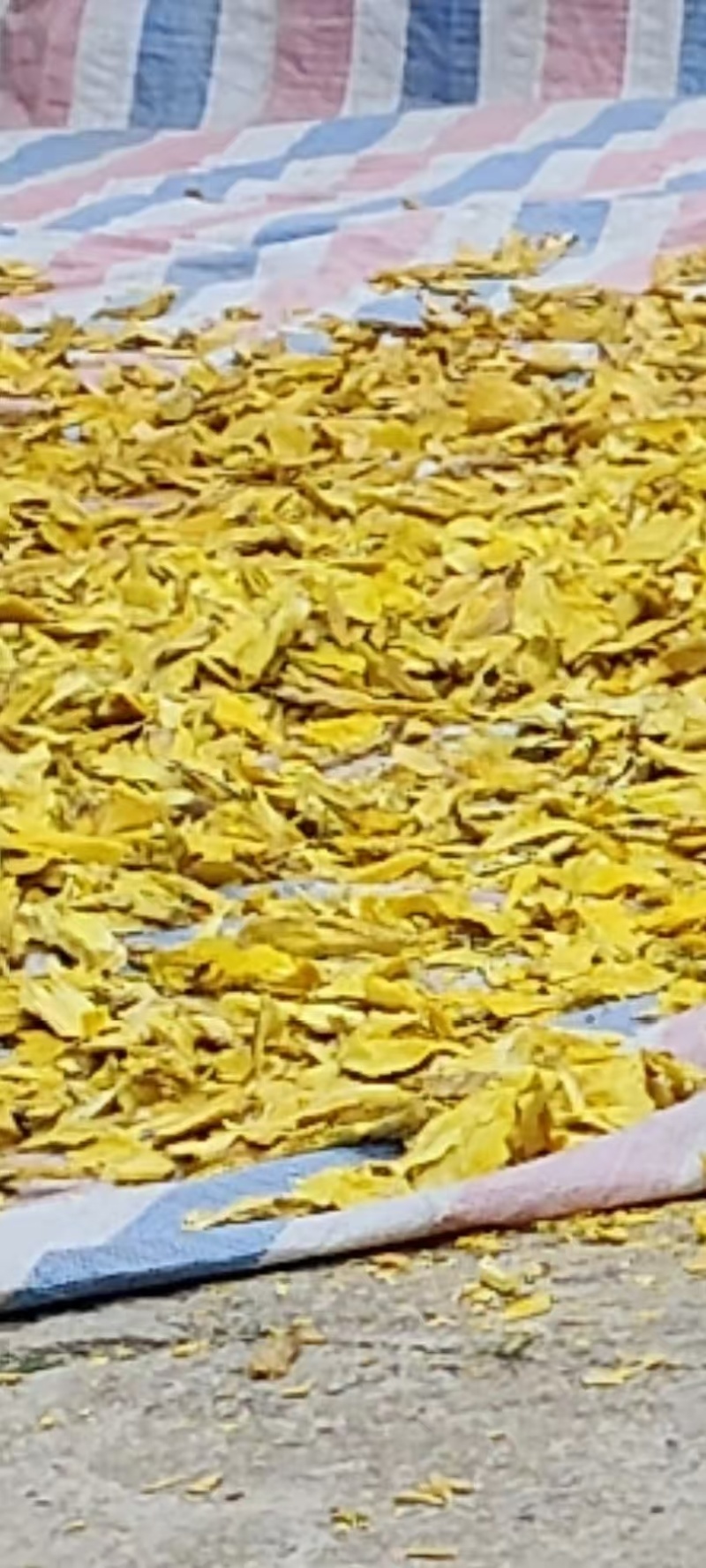 秦岭三颗针，刺黄莲