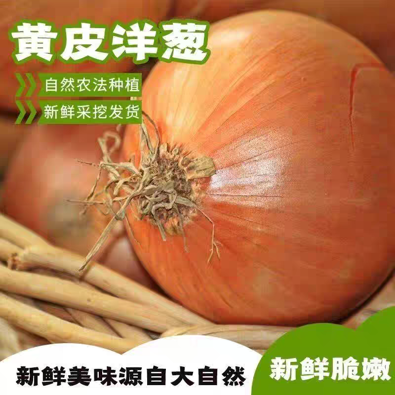 黄皮洋葱/精品货源/产地直发/全年供应链批发/欢迎来电