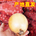 黄皮洋葱/精品货源/产地直发/全年供应链批发/欢迎来电
