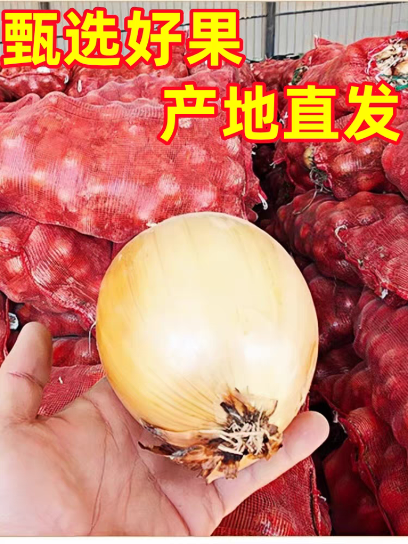黄皮洋葱/精品货源/产地直发/全年供应链批发/欢迎来电