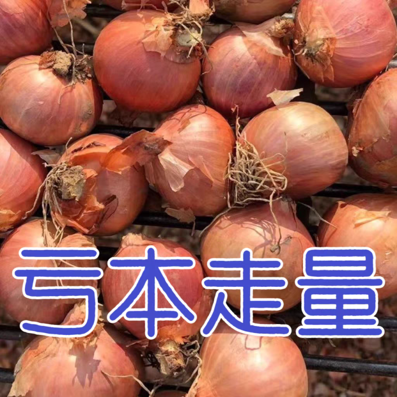 黄皮洋葱/精品货源/产地直发/全年供应链批发/欢迎来电