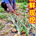 黄皮洋葱/精品货源/产地直发/全年供应链批发/欢迎来电