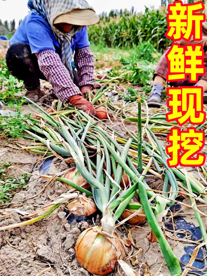 黄皮洋葱/精品货源/产地直发/全年供应链批发/欢迎来电