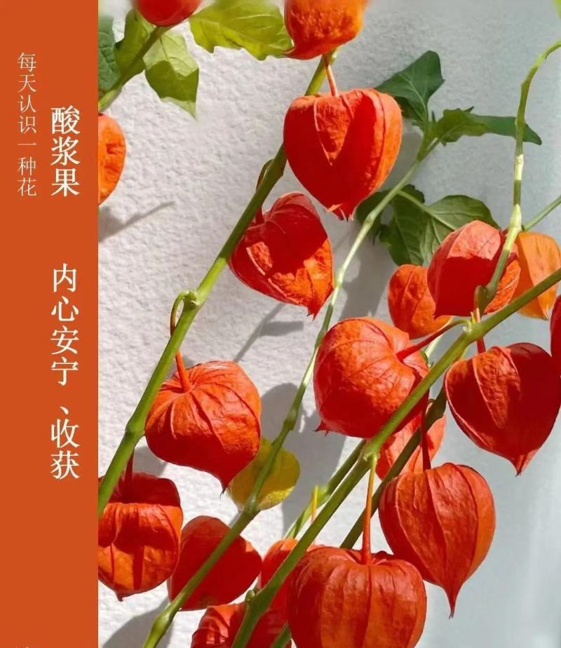 酸浆果切花（大红菇娘）长白山原产地代发收到水培即可果即食