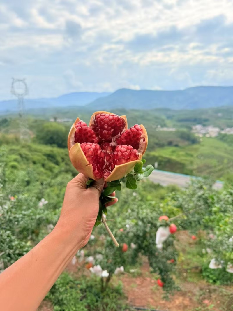 来自四川大凉山的美味，突尼斯软籽石榴，产地一手货源