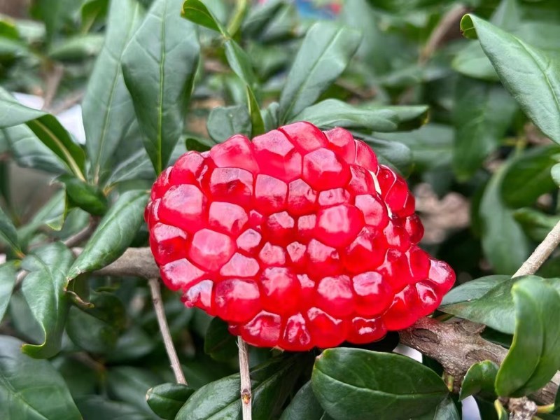 来自四川大凉山的美味，突尼斯软籽石榴，产地一手货源