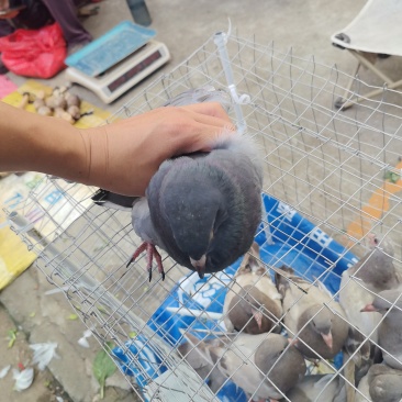 中老鸽