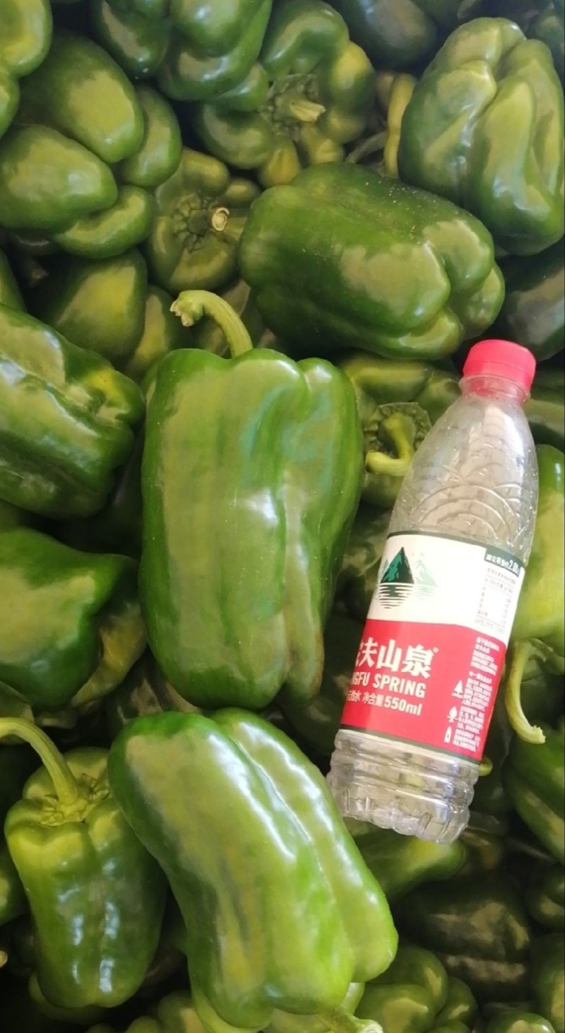 太空椒，阳原太空椒，蔚县太空椒，张家口太空椒