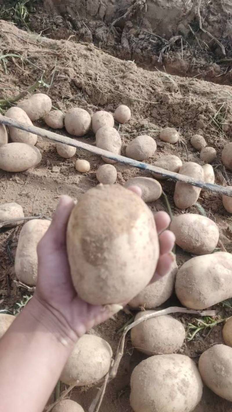 实验一号量大