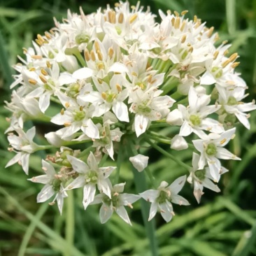 韭菜花
