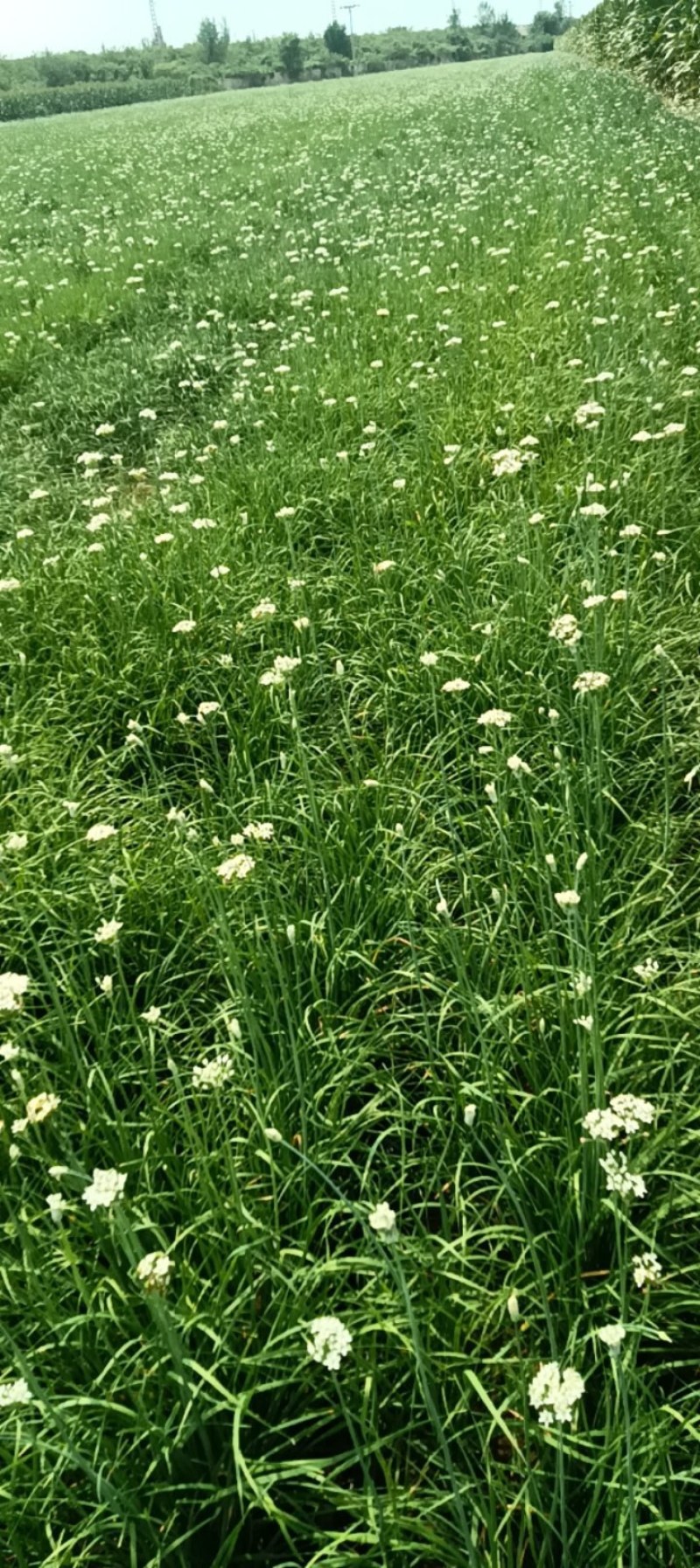 韭菜花