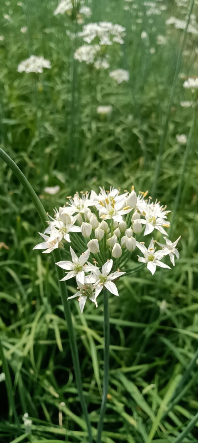 韭菜花