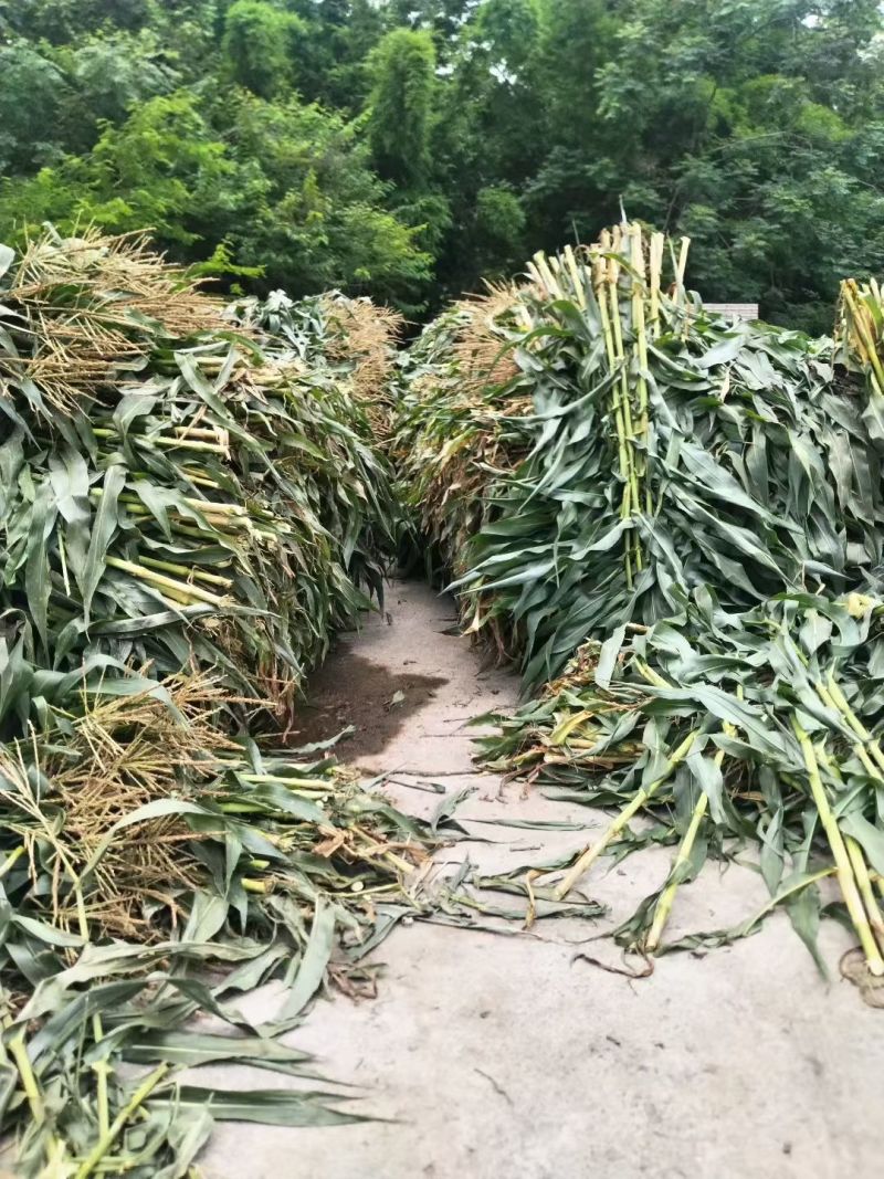 玉米秸秆青储