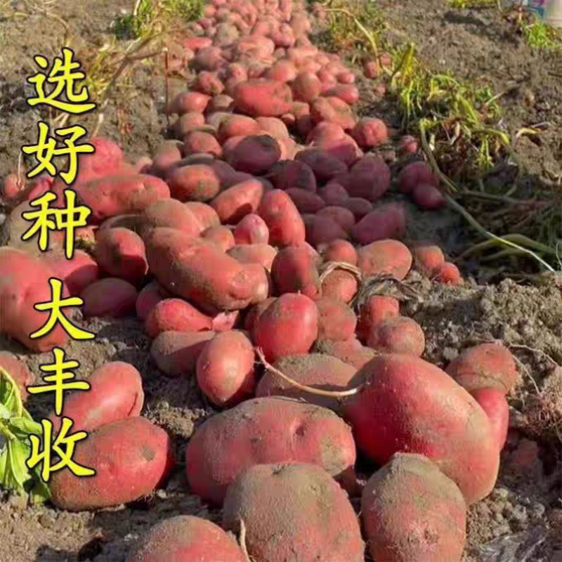 《内蒙雪川红》红皮土豆/内蒙土豆/产地货源/全年供应批发