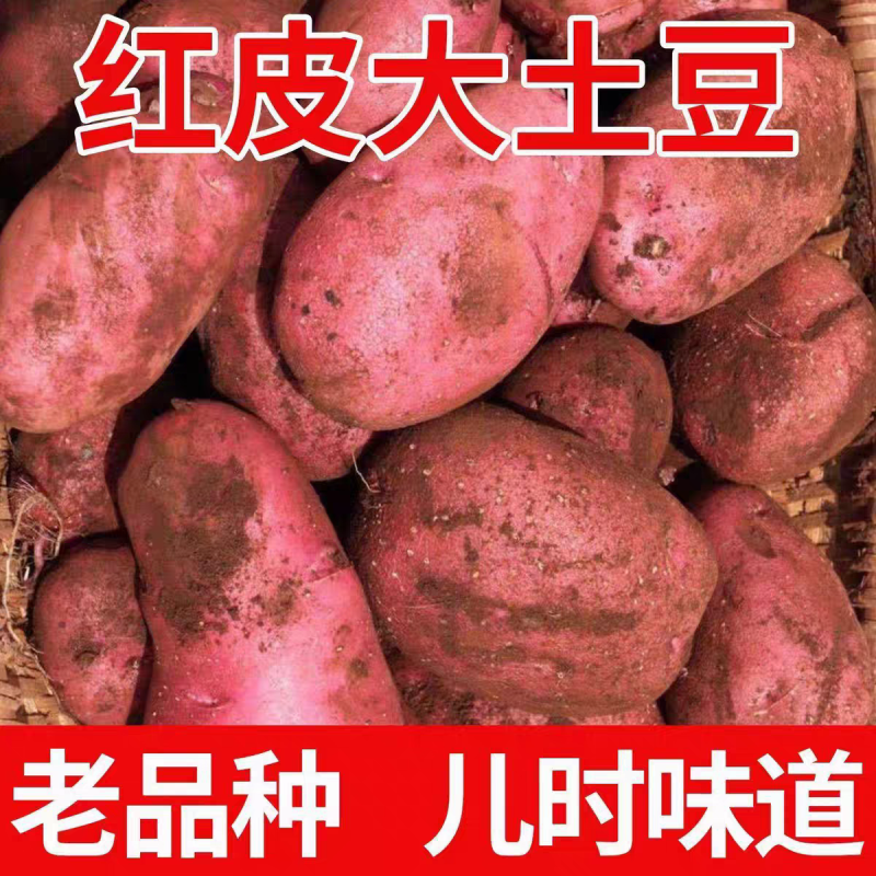 《内蒙雪川红》红皮土豆/内蒙土豆/产地货源/全年供应批发