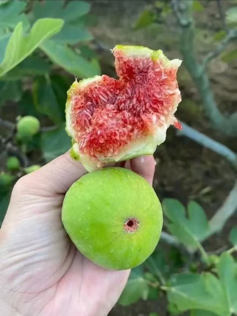 山东威海青皮无花果～抖音小红书视频号拼多多淘宝天猫等