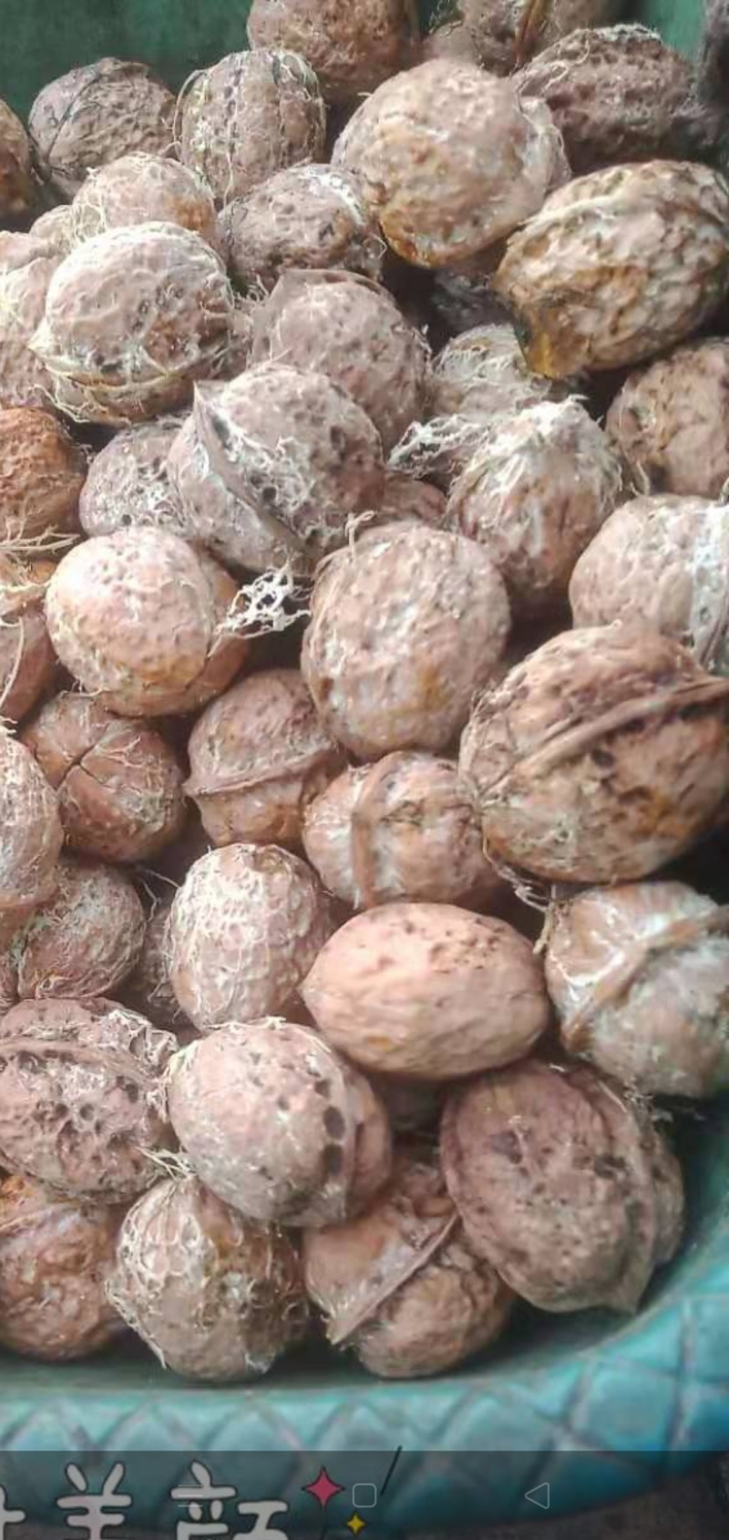 云南漾濞青皮核桃大量供应产地直发品质保证量大价优全国发货