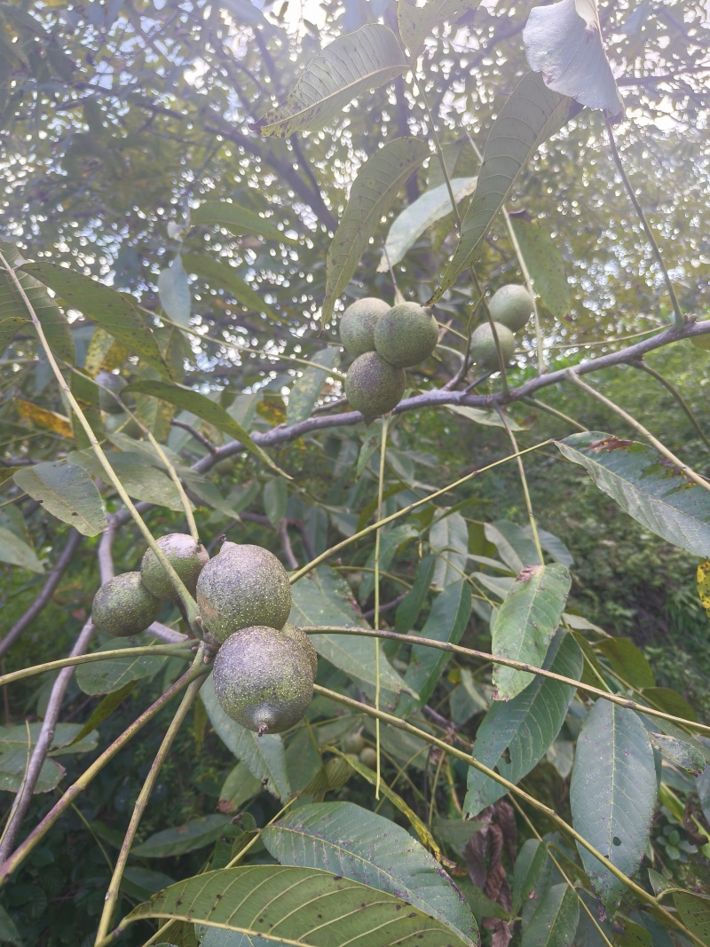 云南漾濞青皮核桃大量供应产地直发品质保证量大价优全国发货