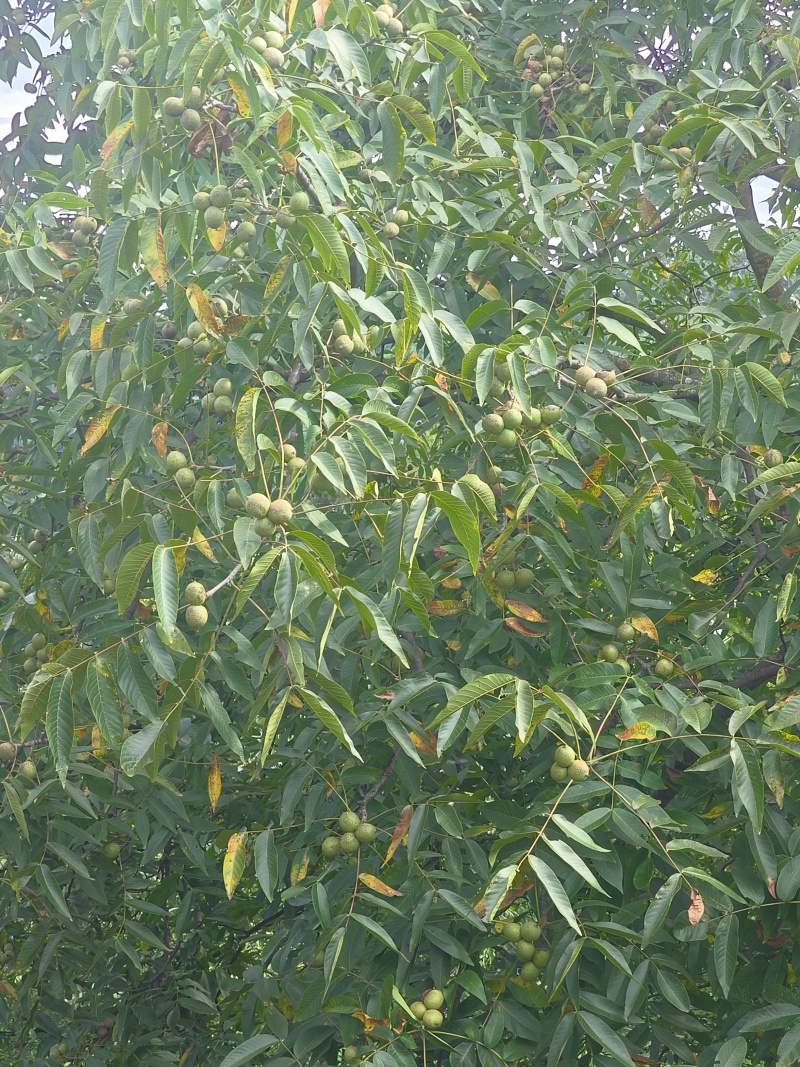 云南漾濞青皮核桃大量供应产地直发品质保证量大价优全国发货