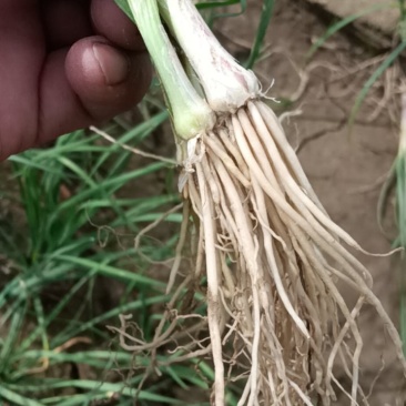 韭菜根一年生韭菜根