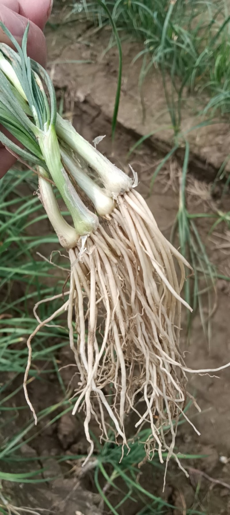 韭菜根一年生韭菜根