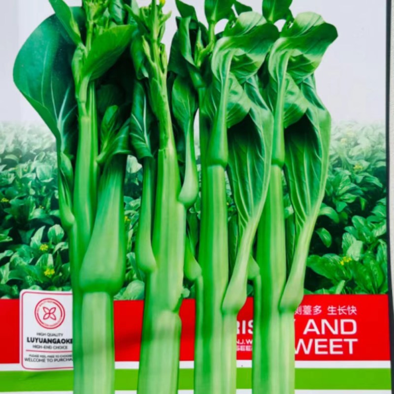 绿苔1号菜苔种子早熟青菜苔种籽清香青菜苔孑种农家四季蔬菜