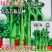 绿苔1号菜苔种子早熟青菜苔种籽清香青菜苔孑种农家四季蔬菜