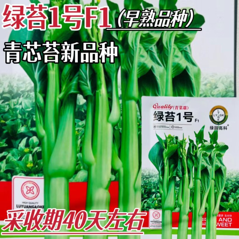 绿苔1号菜苔种子早熟青菜苔种籽清香青菜苔孑种农家四季蔬菜