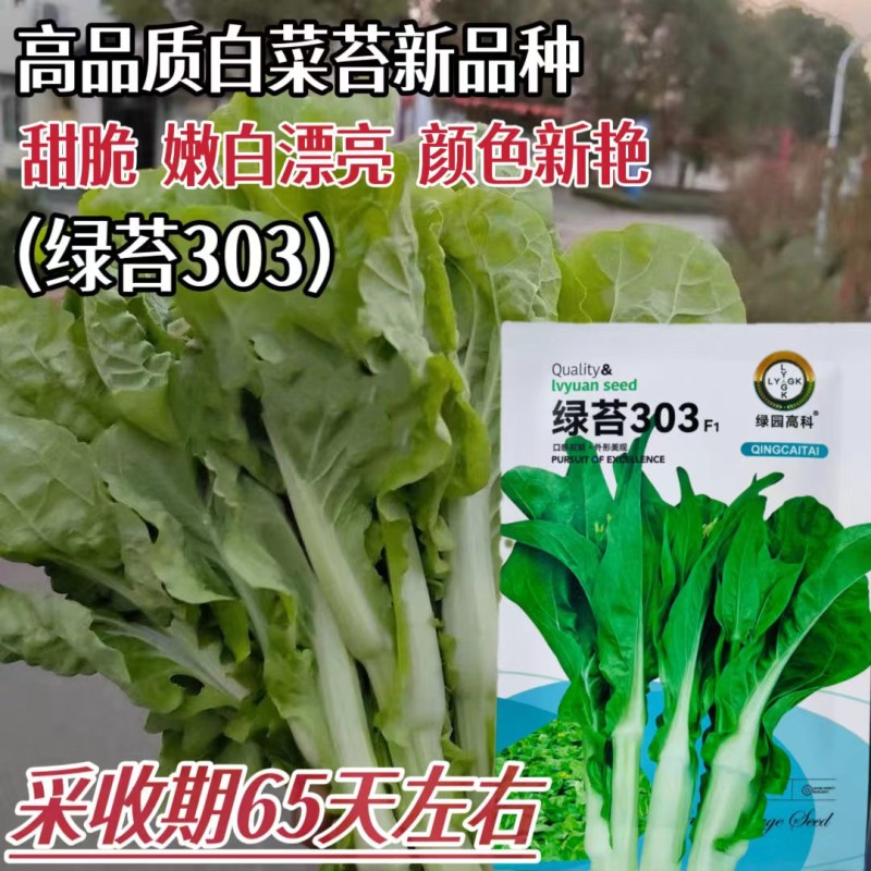 绿苔1号菜苔种子早熟青菜苔种籽清香青菜苔孑种农家四季蔬菜
