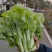 绿苔1号菜苔种子早熟青菜苔种籽清香青菜苔孑种农家四季蔬菜