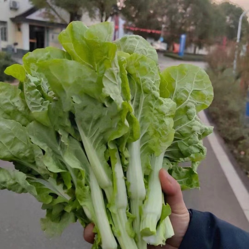 绿苔1号菜苔种子早熟青菜苔种籽清香青菜苔孑种农家四季蔬菜