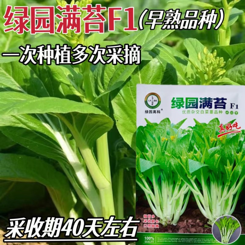 绿苔1号菜苔种子早熟青菜苔种籽清香青菜苔孑种农家四季蔬菜