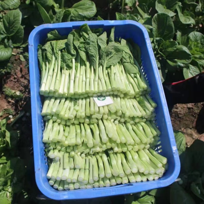 绿苔1号菜苔种子早熟青菜苔种籽清香青菜苔孑种农家四季蔬菜