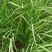 韭菜根一年生韭菜根