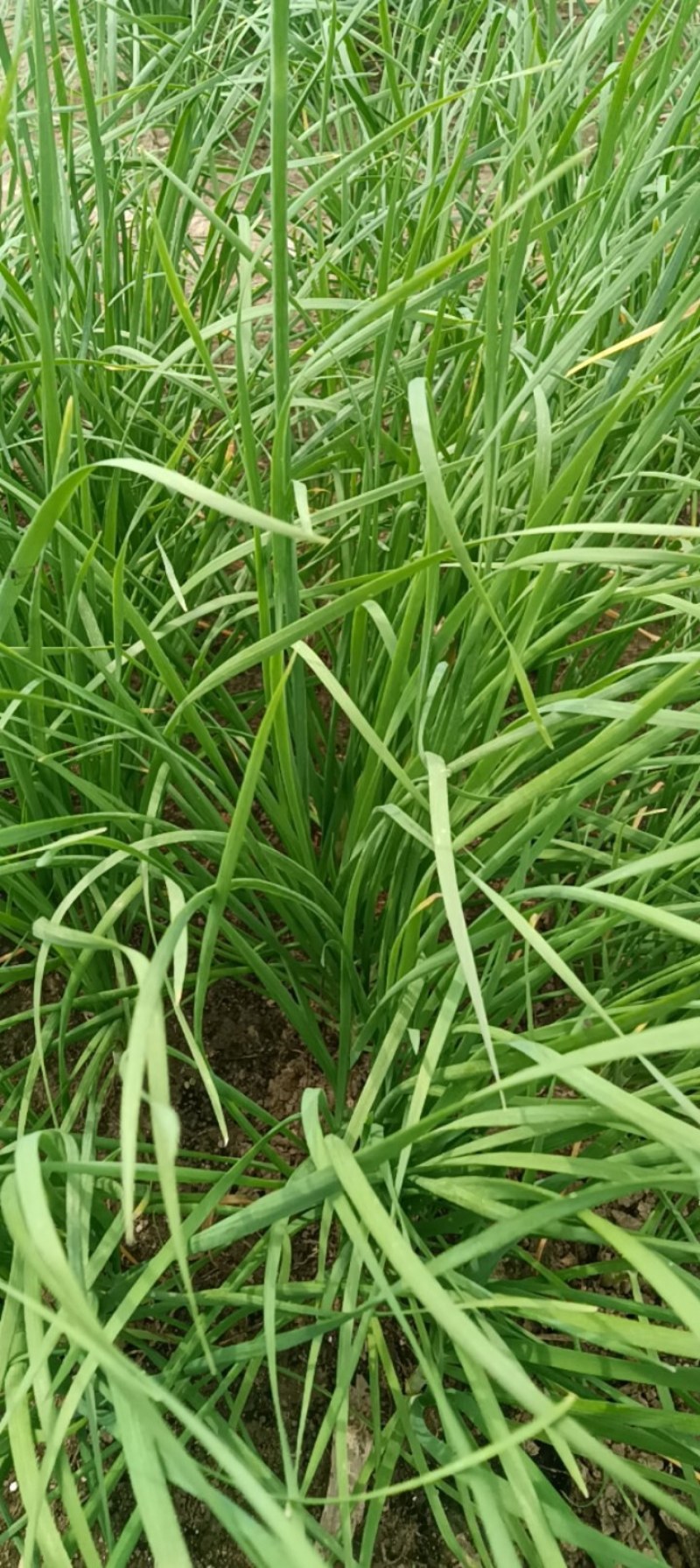 韭菜根一年生韭菜根