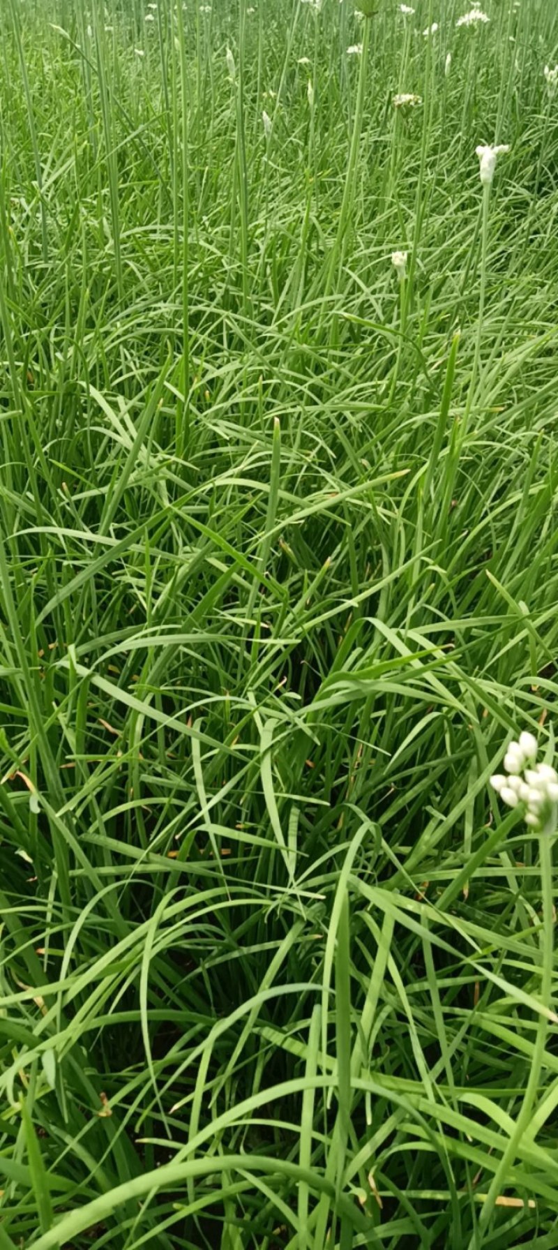 韭菜根一年生韭菜根