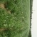 韭菜根一年生韭菜根