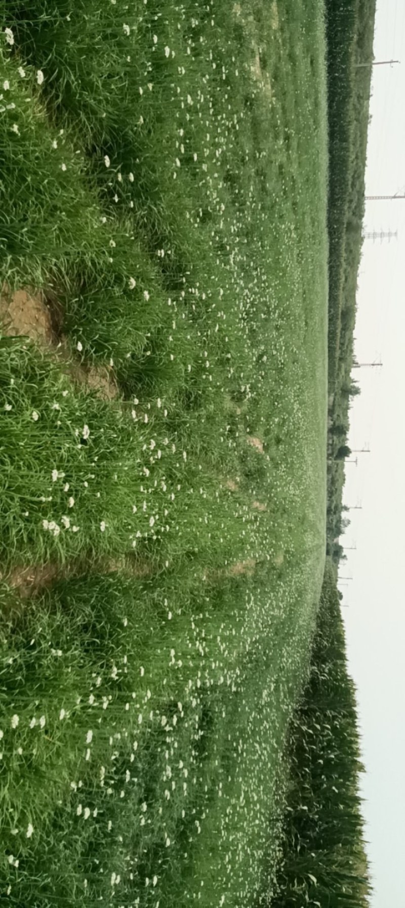 韭菜根一年生韭菜根