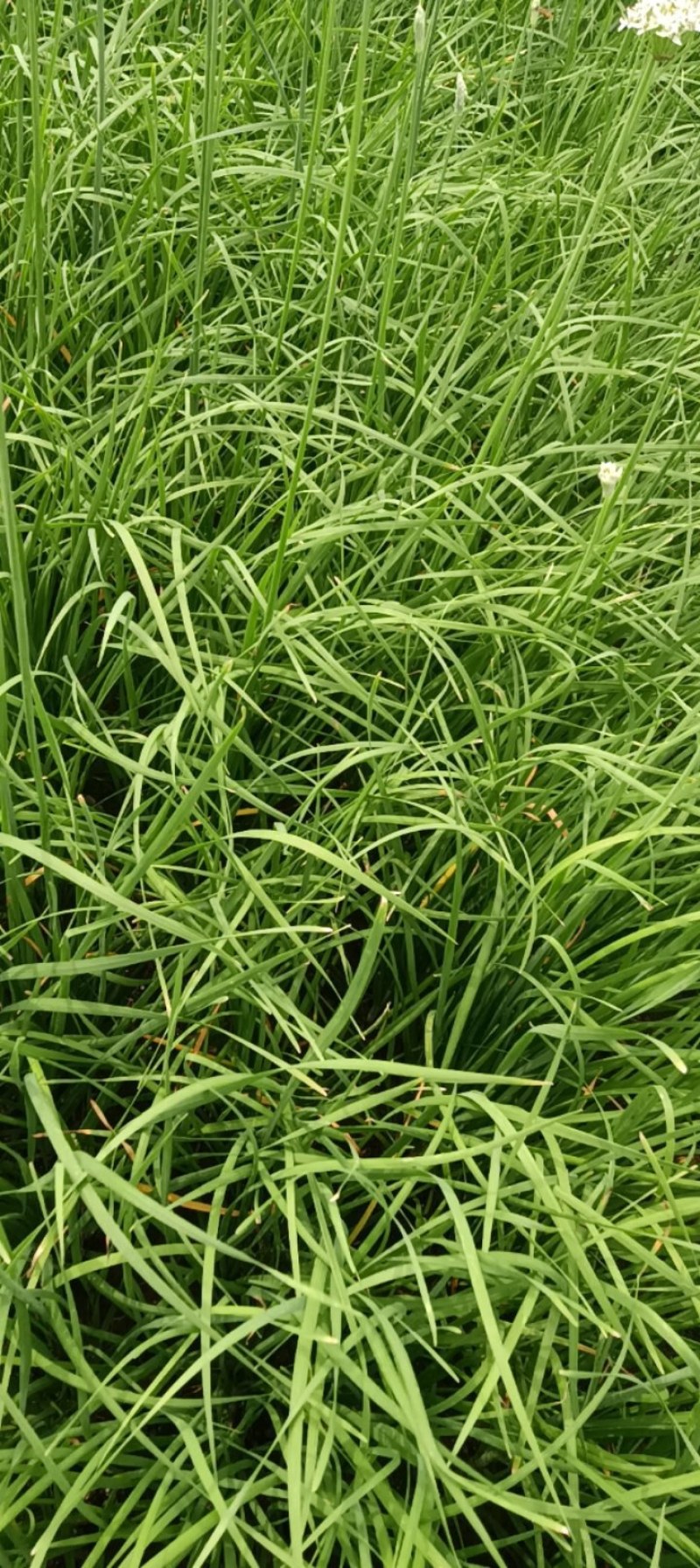 韭菜根一年生韭菜根