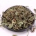 正品车前草新货正宗车前草无硫***车前草切断有各