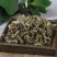 正品车前草新货正宗车前草无硫***车前草切断有各