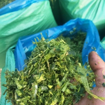 玉米秸秆青储