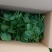 基地大棚木耳菜大量上市中有需要的可以联系。