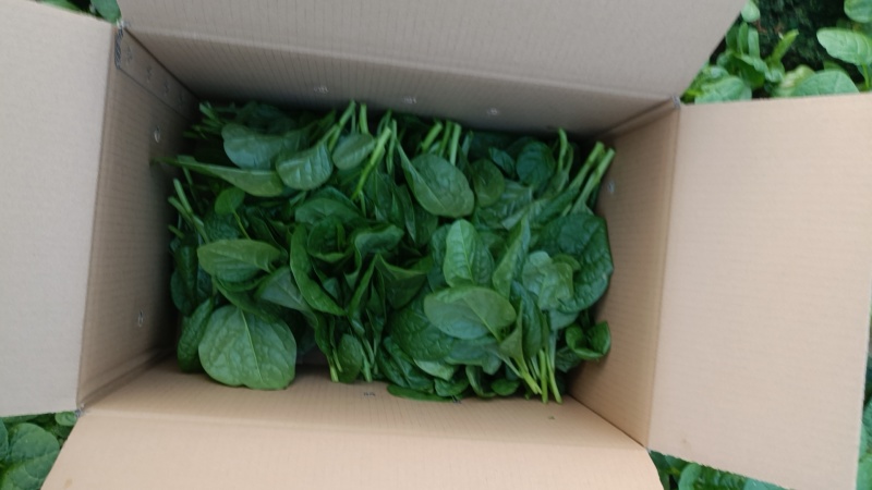 基地大棚木耳菜大量上市中有需要的可以联系。